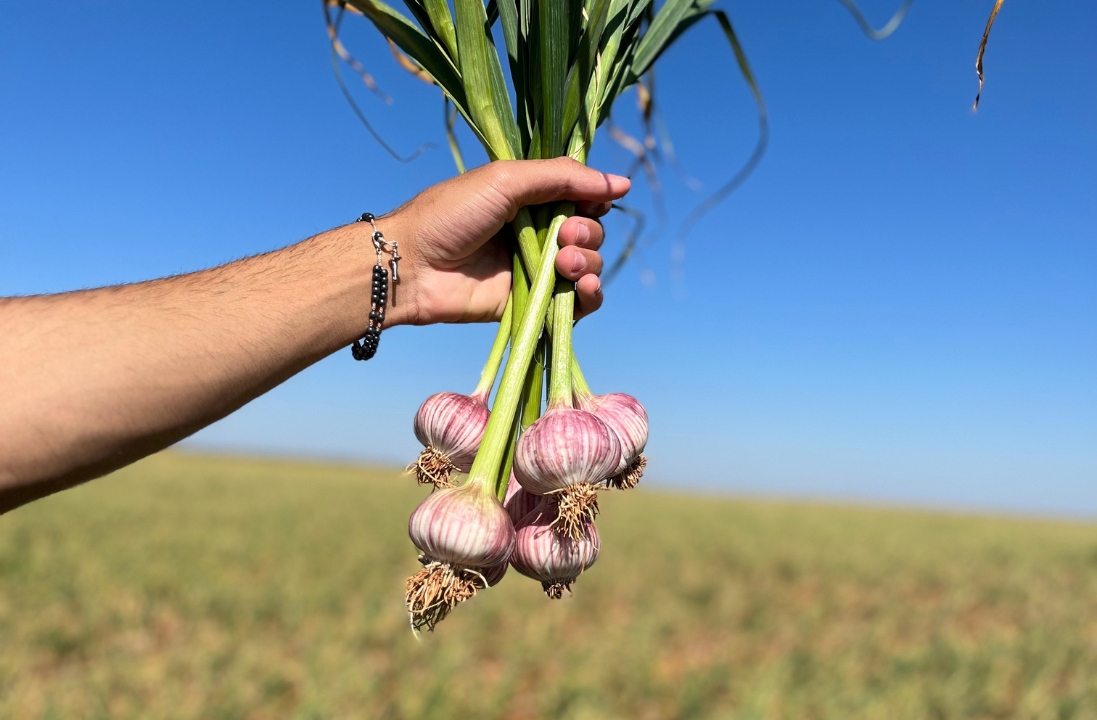 Alho livre de vírus e agricultura familiar garantem colheita recorde